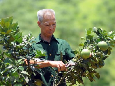 cựu chiên binh trồng cam